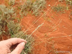 Helictochloa bromoides
