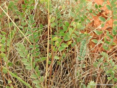Astragalus monspessulanus