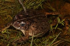 Vandijkophrynus angusticeps