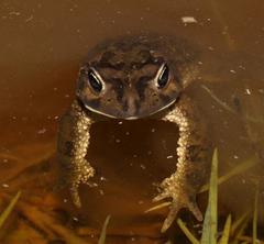 Vandijkophrynus angusticeps