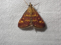 Pyrausta aurata