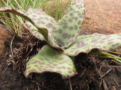 Ledebouria ovatifolia ovatifolia