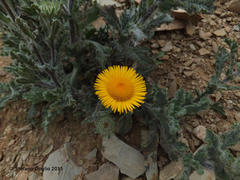 Pulicaria mauritanica image