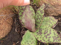 Ledebouria ovatifolia ovatifolia