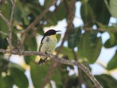 Myzomela jugularis