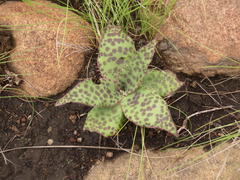 Ledebouria ovatifolia ovatifolia