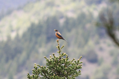 Turdus rubrocanus