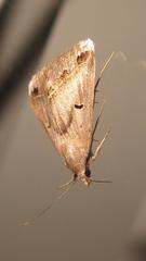 Acantholipes trimeni