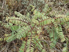 Astragalus alopecuroides