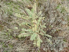 Astragalus alopecuroides