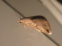 Acantholipes trimeni