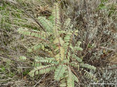 Astragalus alopecuroides