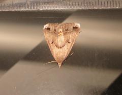 Acantholipes trimeni