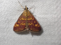 Pyrausta aurata
