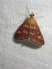 Pyrausta aurata