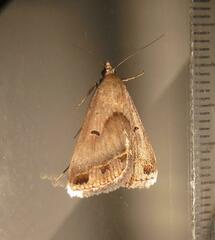 Acantholipes trimeni