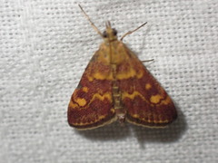 Pyrausta aurata