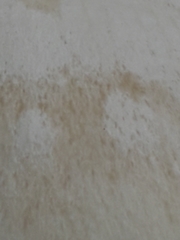 Clitocybe phyllophila