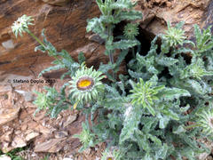Pulicaria mauritanica image