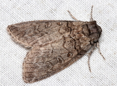 Discophlebia celaena