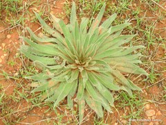 Echium boissieri