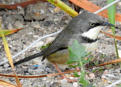 Apalis thoracica capensis