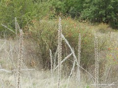 Echium boissieri
