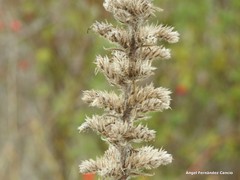 Echium boissieri