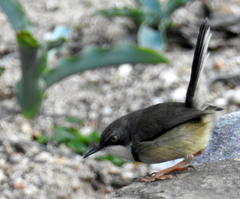 Apalis thoracica capensis