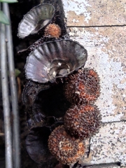Cyathus striatus