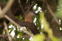 Colluricincla boweri