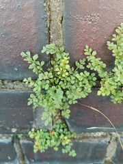 Asplenium ruta-muraria