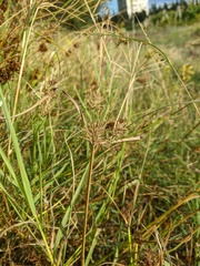 Cyperus glaber