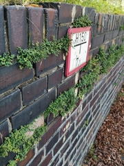 Asplenium ruta-muraria