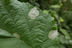 Phyllonorycter coryli