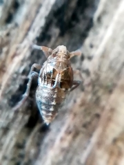 Megamelodes quadrimaculatus