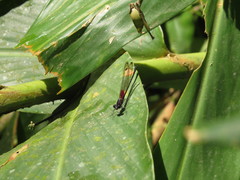 Hetaerina cruentata