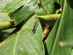 Hetaerina cruentata