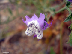 Schizanthus lacteus