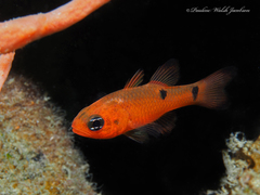 Apogon pseudomaculatus