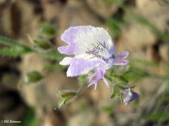 Schizanthus lacteus