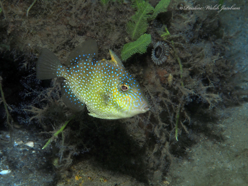 Grey Triggerfish