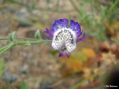 Schizanthus lacteus