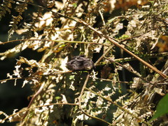 Ebrietas anacreon