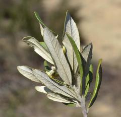 Anastrabe integerrima