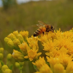 Apis mellifera