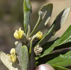 Anastrabe integerrima