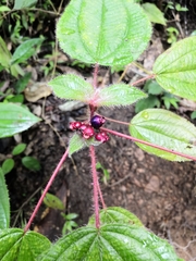 Miconia vallartensis