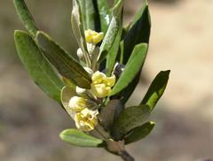 Anastrabe integerrima