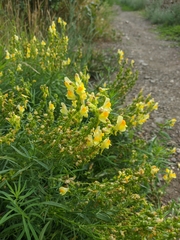 Linaria biebersteinii